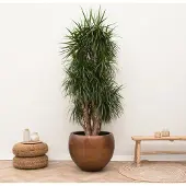 Green bubble Dracaena Marginata vertakt XXL - 225cm