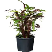 Nature Plantcontainer | | Ø 39 x 29 cm | 25 liter (Zwart)