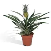 Praxis Bromelia - Ananasplant - 30cm - Ø12cm