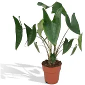 Praxis Alocasia Zebrina - Olifantsoor - 80cm Hoog, Ø19cm
