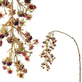 Coppens Berry plant rasberry hanging spray |