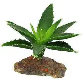 Lucky Reptile Agava Small