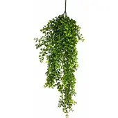 Coppens Hanging Pelaea rotundifolia green 88cm