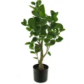 Coppens Polyscias fabian in pot green 64cm