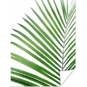 PosterMonkey Poster Plant - Groen - Natuur - Wit - 30x40 cm