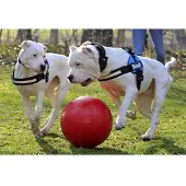 Jolly Push-n-Play Ball