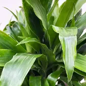 Green bubble Dracaena Deremensis Janet Lind vertakt - 140cm