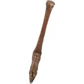 Wielink 10x Ree-pootjes