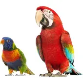 VAN IKKE Muursticker Set Papegaai