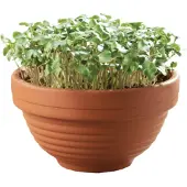 Buzzy Microgreens Kiemgroentezaad Boerenkool (Brassica Oleracea Var. Acephala Sabellica) 6,2 X 6,2 X 11 Cm