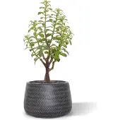 Maxifleur Kunstplanten Crassula Bonsai kunstplant 40cm - grijs