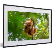 PosterMonkey Fotolijst incl. Poster - Aap - Boom - Dieren - 60x40 cm - Posterlijst