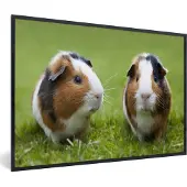 PosterMonkey Fotolijst incl. Poster - Twee cavia's - 90x60 cm - Posterlijst
