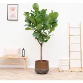 Green bubble Ficus Lyrata boom XXL - 210 cm