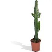 Praxis Euphorbia Acrurensis - 50cm - Ø17cm
