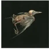 Konkurrent Jenny Hval & Susanna - Meshes Of Voice (CD)