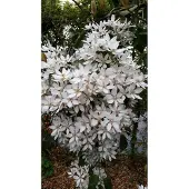 Up!Climbers Clematis Armandii 50-60 cm - Klimop - Groenblijvend - Winterhard - P15