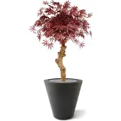 Maxifleur Kunstplanten Acer Bonsai kunstboom op stam 85cm - burgundy