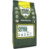 Yourdog Ierse rood-witte setter senior
