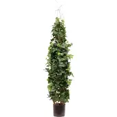 Maxifleur Kunstplanten Kunst Hedera Klimplant Deluxe 130cm