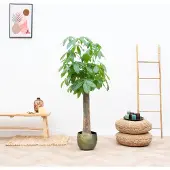 Green bubble Strelitzia Nicolai - 150cm