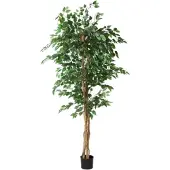Countryfield Ficus benjamina i/pot h210cm groen