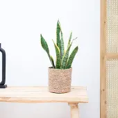 Green bubble Sansevieria Laurentie - 50cm