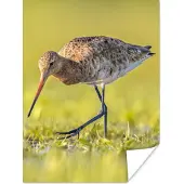 PosterMonkey Poster Vogels - Gras - Landschap - Grutto - 30x40 cm