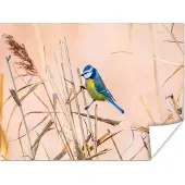 PosterMonkey Poster Vogel - Pimpelmees - Riet - 40x30 cm
