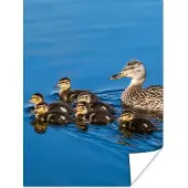 PosterMonkey Poster Eend - Water - Vogel - Bruin - 60x80 cm