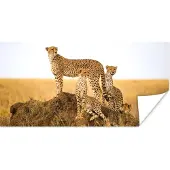 PosterMonkey Poster Cheetah - Gras - Natuur - Savanne - 150x75 cm