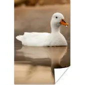 PosterMonkey Poster Eend - Vogel - Water - Wit - 60x90 cm