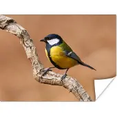 PosterMonkey Poster Vogel - Koolmees - Takken - 160x120 cm XXL