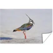 PosterMonkey Poster Vogel - Dieren - Zand - Kievit - 120x80 cm