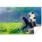 PosterMonkey Poster Panda - Bamboe - Gras - Dieren - 60x40 cm