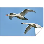 PosterMonkey Poster Zwaan - Vogel - Lucht - Blauw - 90x60 cm