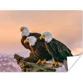 PosterMonkey Poster Vogels - Natuur - Roofvogels - Arend - 80x60 cm