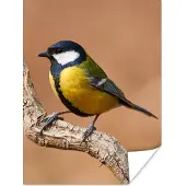PosterMonkey Poster Vogel - Koolmees - Takken - 120x160 cm XXL
