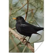 PosterMonkey Poster Vogel - Merel - Takken - Dieren - 40x60 cm