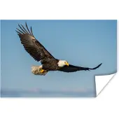 PosterMonkey Poster Vogel - Arend - Roofvogels - 60x40 cm
