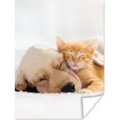 PosterMonkey Poster Dieren - Hond - Kitten - Rood - 60x80 cm