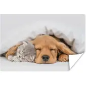 PosterMonkey Poster huisdieren - hond - Kat - Deken - 120x80 cm