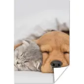 PosterMonkey Poster huisdieren - hond - Kat - Deken - 40x60 cm