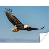 PosterMonkey Poster Vogel - Arend - Roofvogels - 80x60 cm