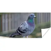 PosterMonkey Poster Duif - Vogel - Paars - Veren - 160x80 cm