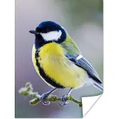 PosterMonkey Poster Koolmees - Vogel - Tak - 120x160 cm XXL