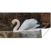 PosterMonkey Poster Zwaan - Water - Dieren - Vogel - 40x20 cm