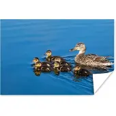 PosterMonkey Poster Eend - Water - Vogel - Bruin - 60x40 cm