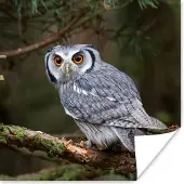 PosterMonkey Poster Uil - Vogel - Takken - Natuur - 75x75 cm