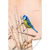 PosterMonkey Poster Vogel - Pimpelmees - Riet - 120x180 cm XXL